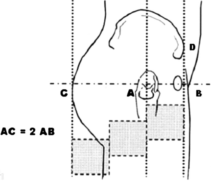 anthropometry butts