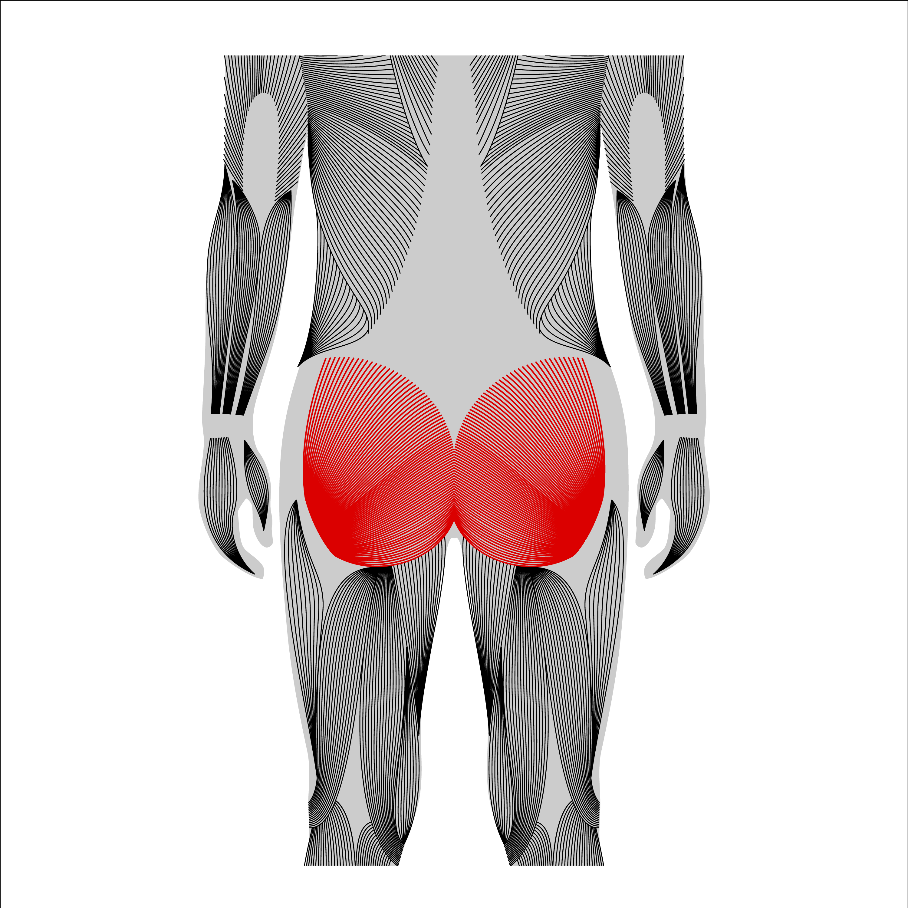 male gluteus maximus