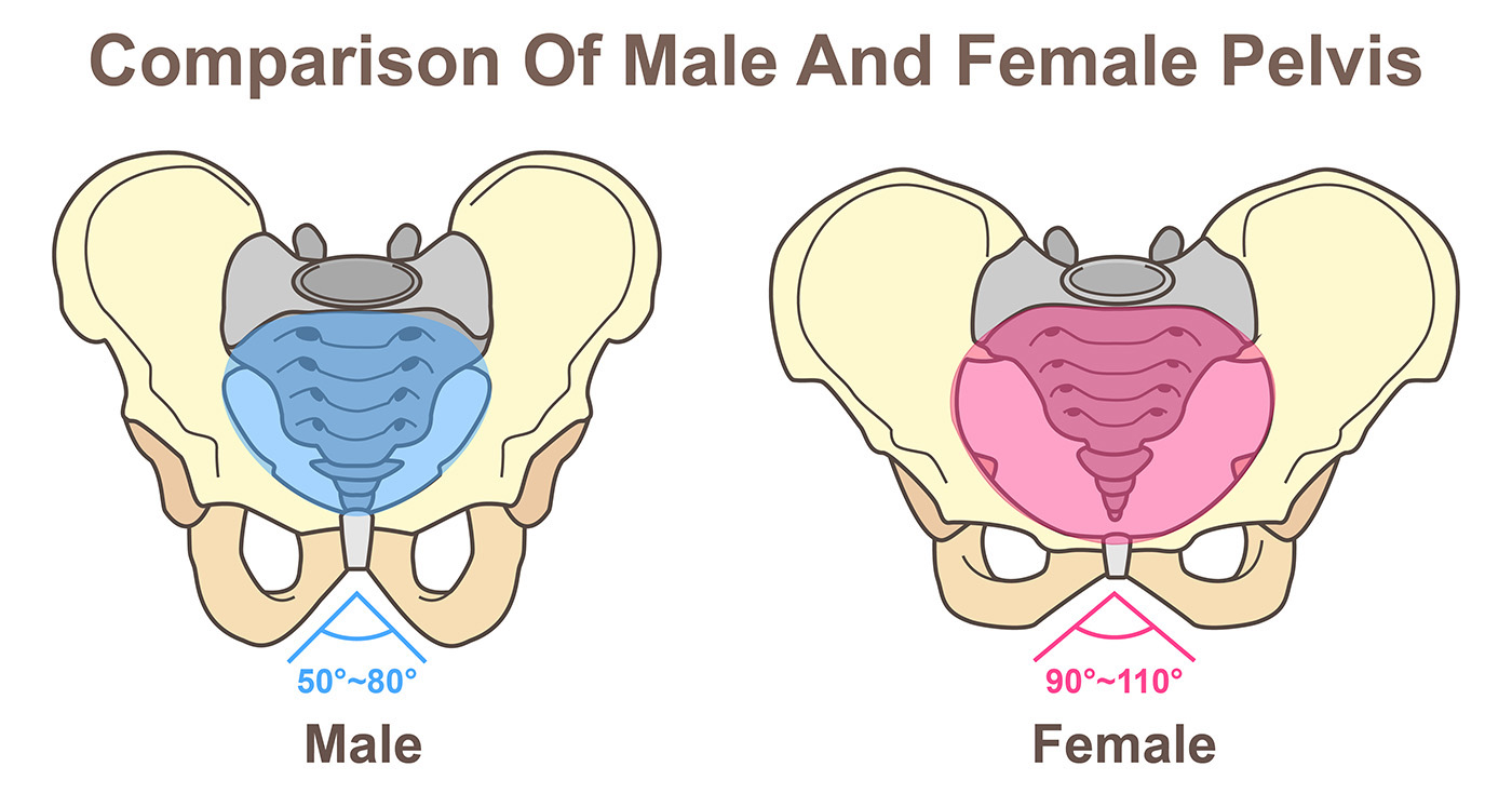 Schematic comparison of male and female bony pelvic morphology